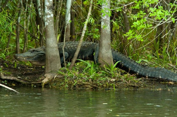 Nomnomz in the Glades...