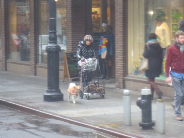 Some crazies yell, others just take all their dogs for a walk... in a cage stroller...