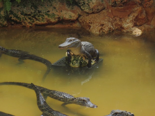 King Carl, ruler of the younglings and all that is right in the world...