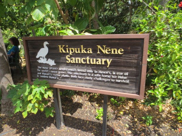 Out of all the exotic wildlife, Hawaii has chosen the goose as their national animal...