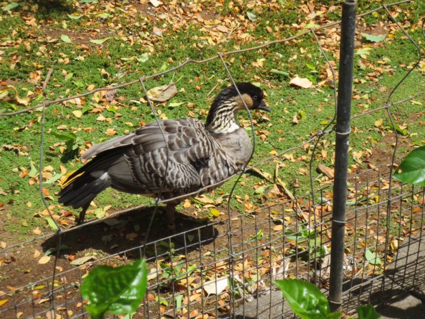 Lovable though, I'll give them that