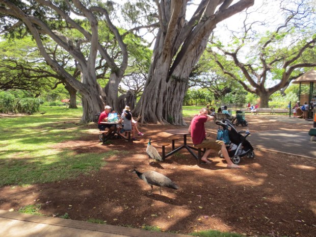 Peacocks dodging kids to get to tourist food. Almost like a national sport for birds...