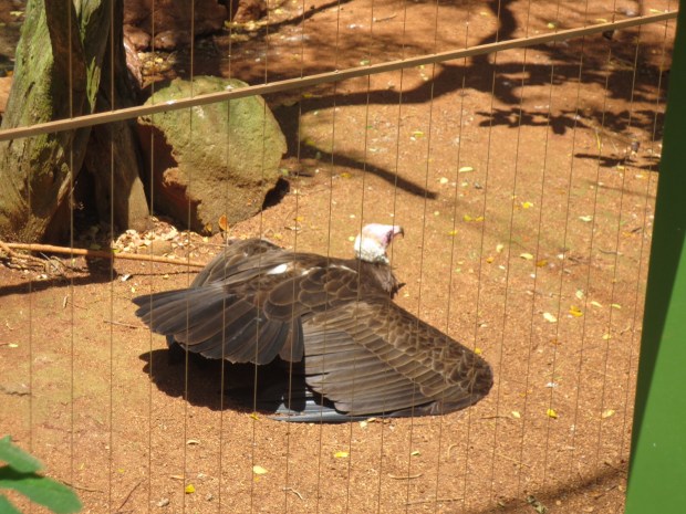 Hooded Vulture, gettin'  a tan