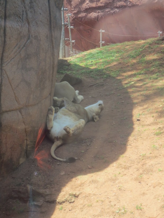 Not quite as cute...