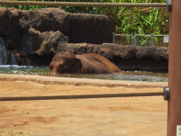 They're bathing! I actually have a video of this, no joke. I love elephants <3