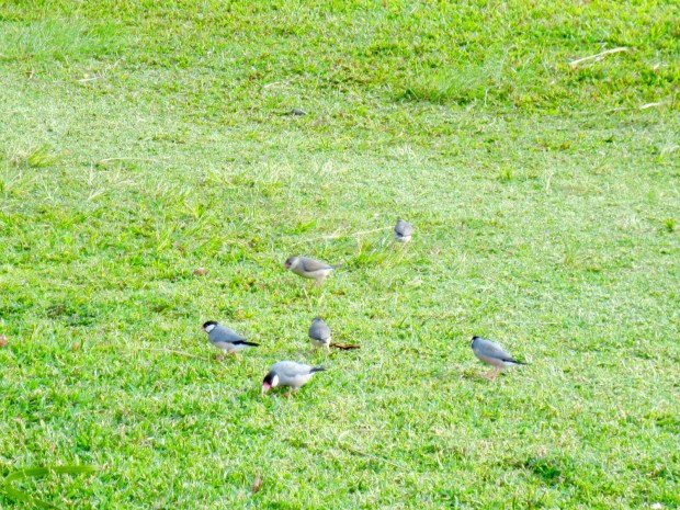 CRUNCHABLE BIRDSESSSSSSS!!!!!