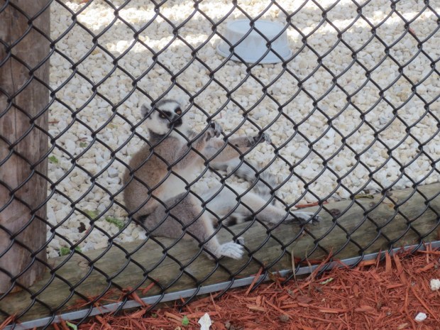 "I don't know, man... some times I just don't like to move it, move it..."