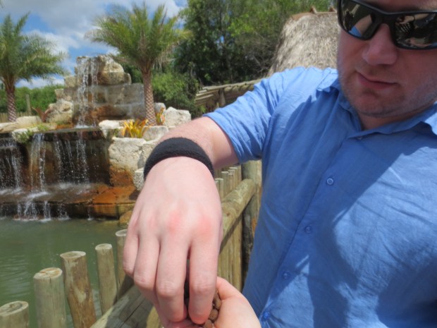 Feeding the turtles...