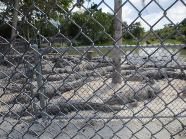 Where's our food, hooman?