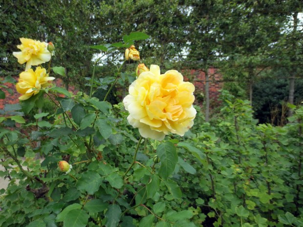 012_alnwick_gardens__IMG_9344