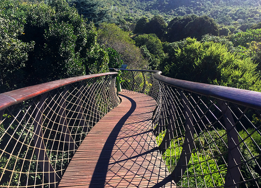 The Boomslang