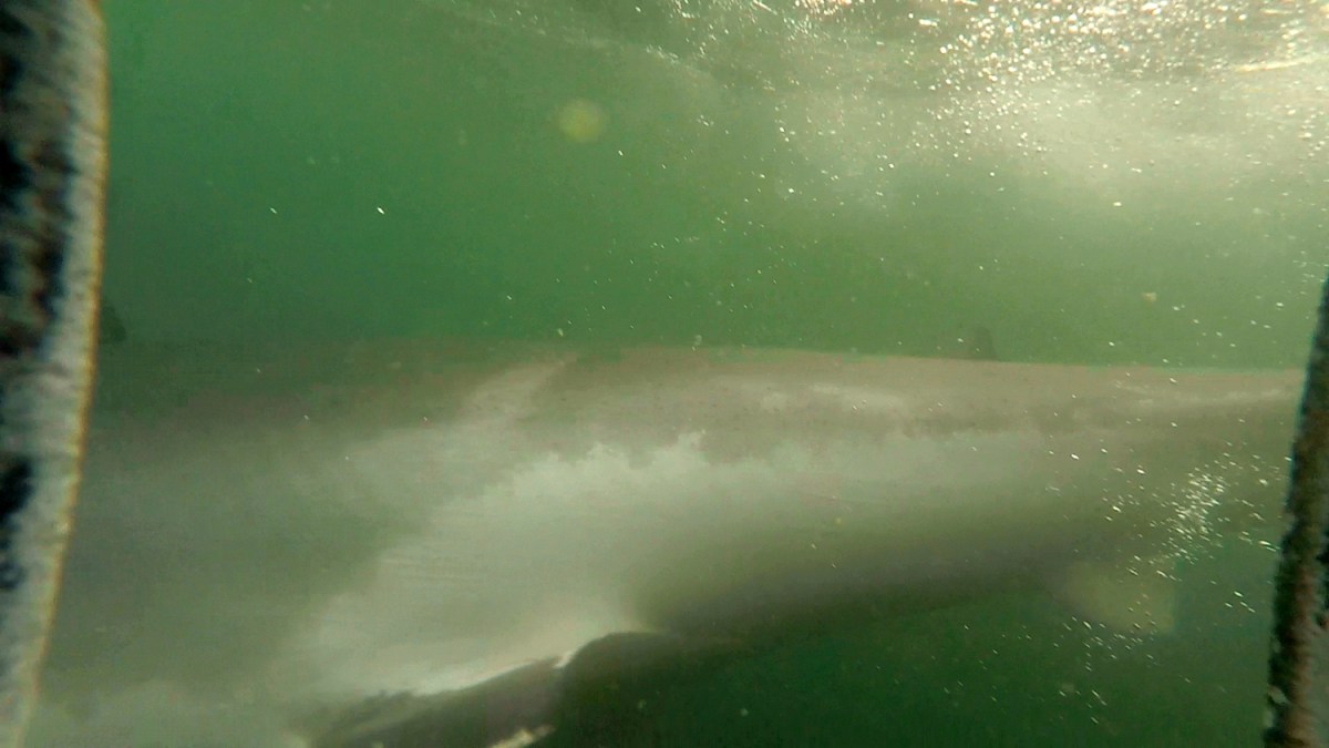the water was quite murky, but this is how close the shark got to us