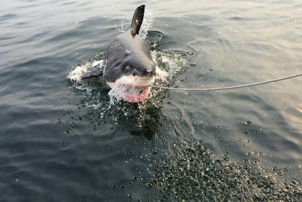 "Hello. Can I tell to you about our dark lord Neptune?"