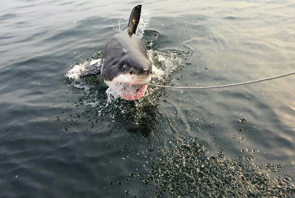 "Hello. Can I tell to you about our dark lord Neptune?"