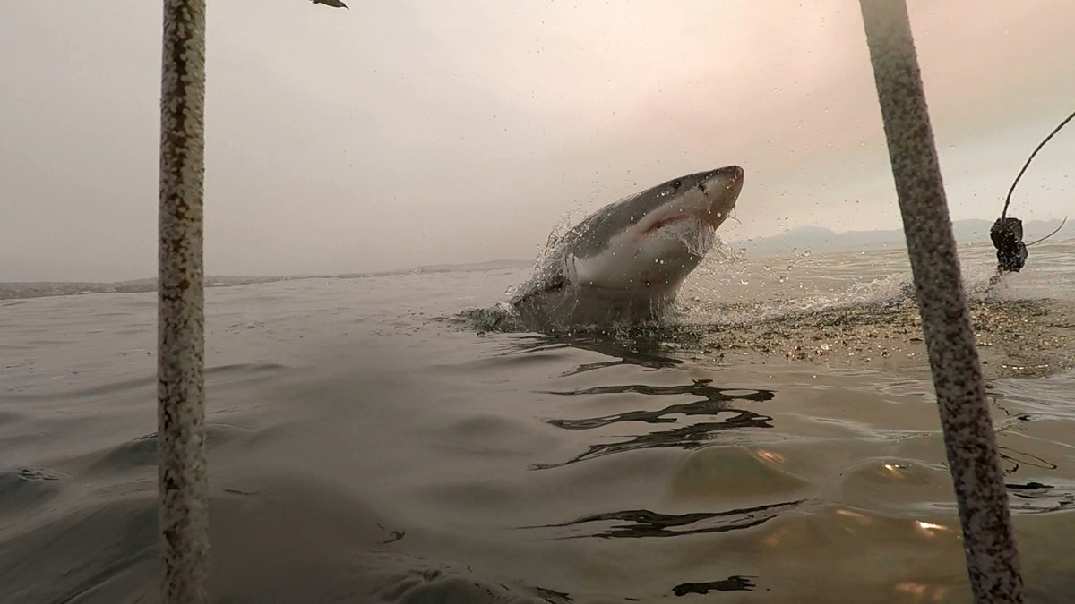 Gimme the tuna, human!
