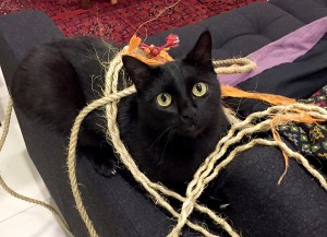 Ewok welcomes you to his domain