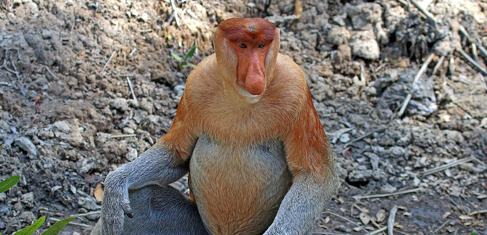 Proboscis Monkey