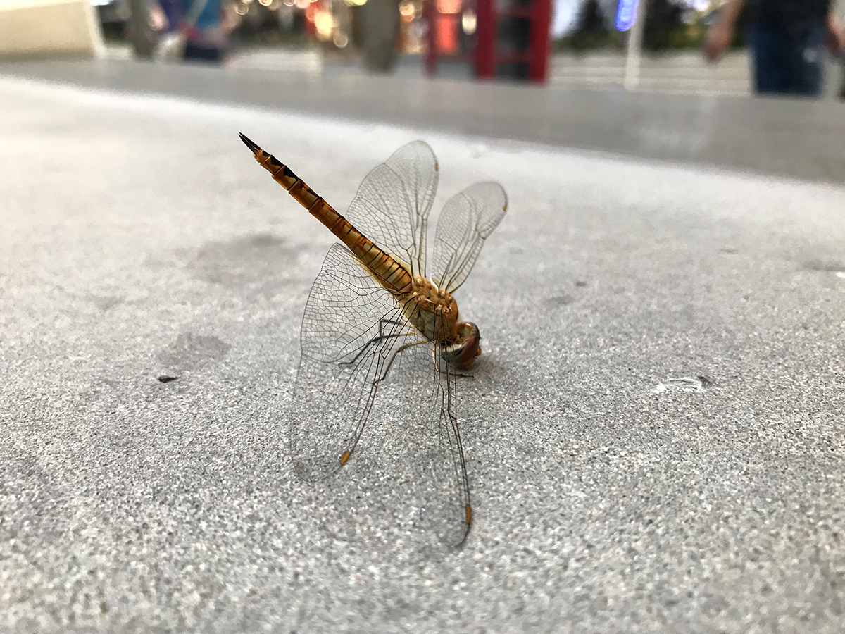 Shanghai so hot the insects faceplant